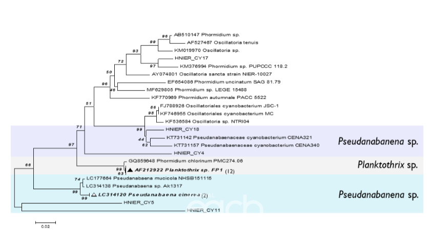 2-메틸이소보르네울(2-MIB) 생성 남조류 슈드아나베너(Pseudanabaena)와 플랑크토쓰릭스(Planktothrix) 유전자 계통수 분석 결과 (이미지 제공 : 환경부)