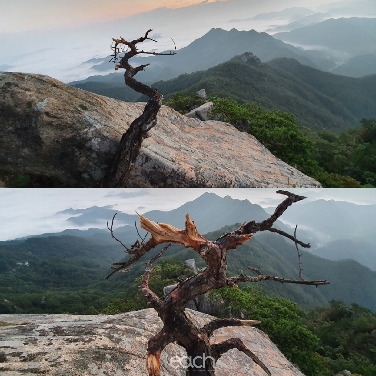 훼손된 바위틈의 소나무