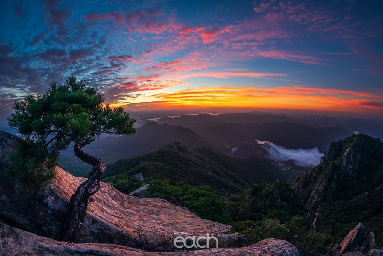 훼손되기 전의 소나무