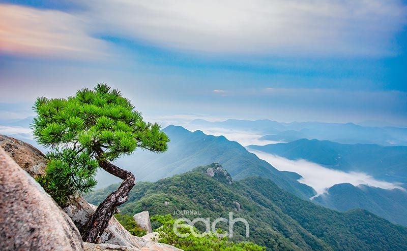 훼손되기 전의 소나무