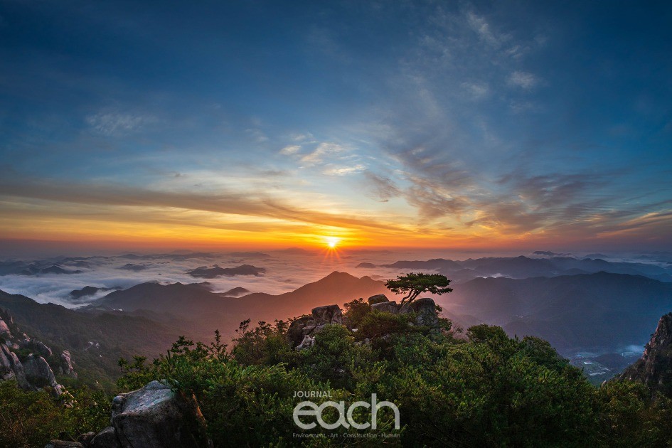 대둔산 소나무 포인트- 칼바위 능선에서 촬영하는 곳(독자제공)