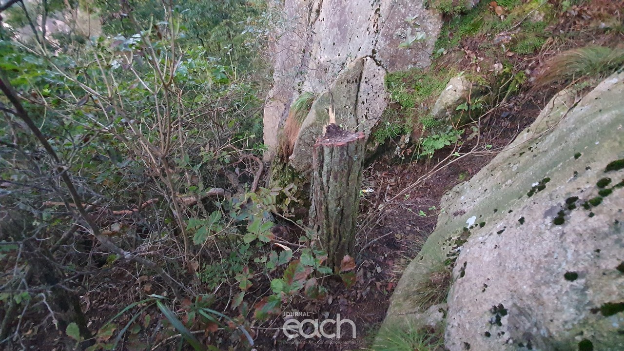 톱으로 잘려나간 소나무들(제보자 제공)