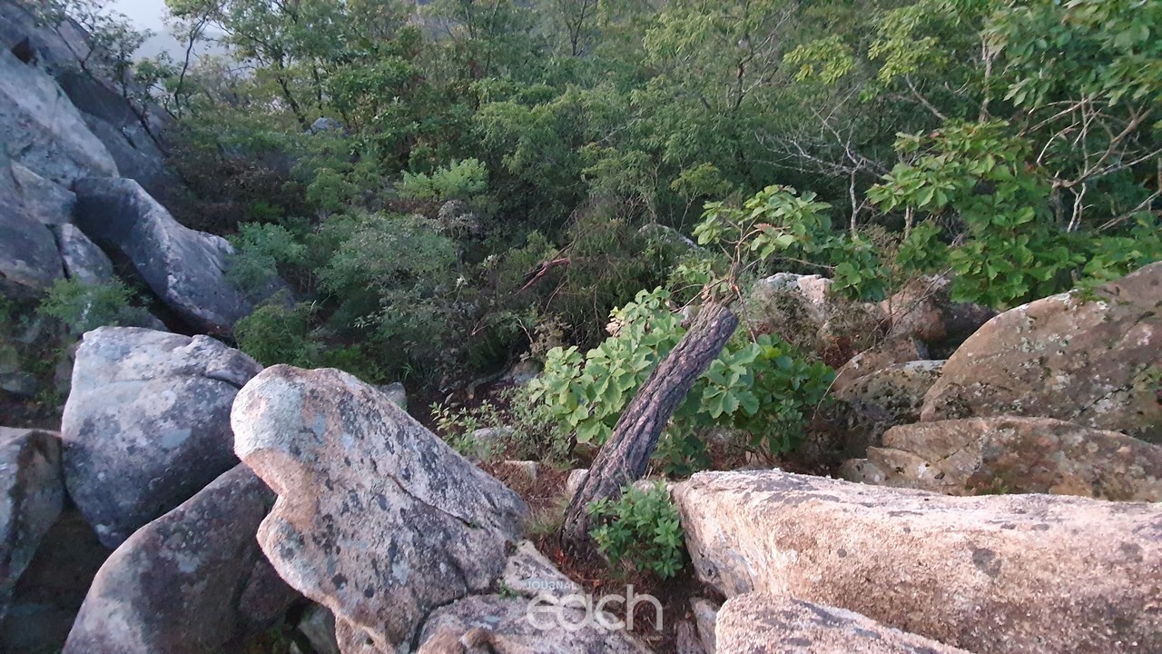 톱으로 잘려나간 소나무들(제보자 제공)
