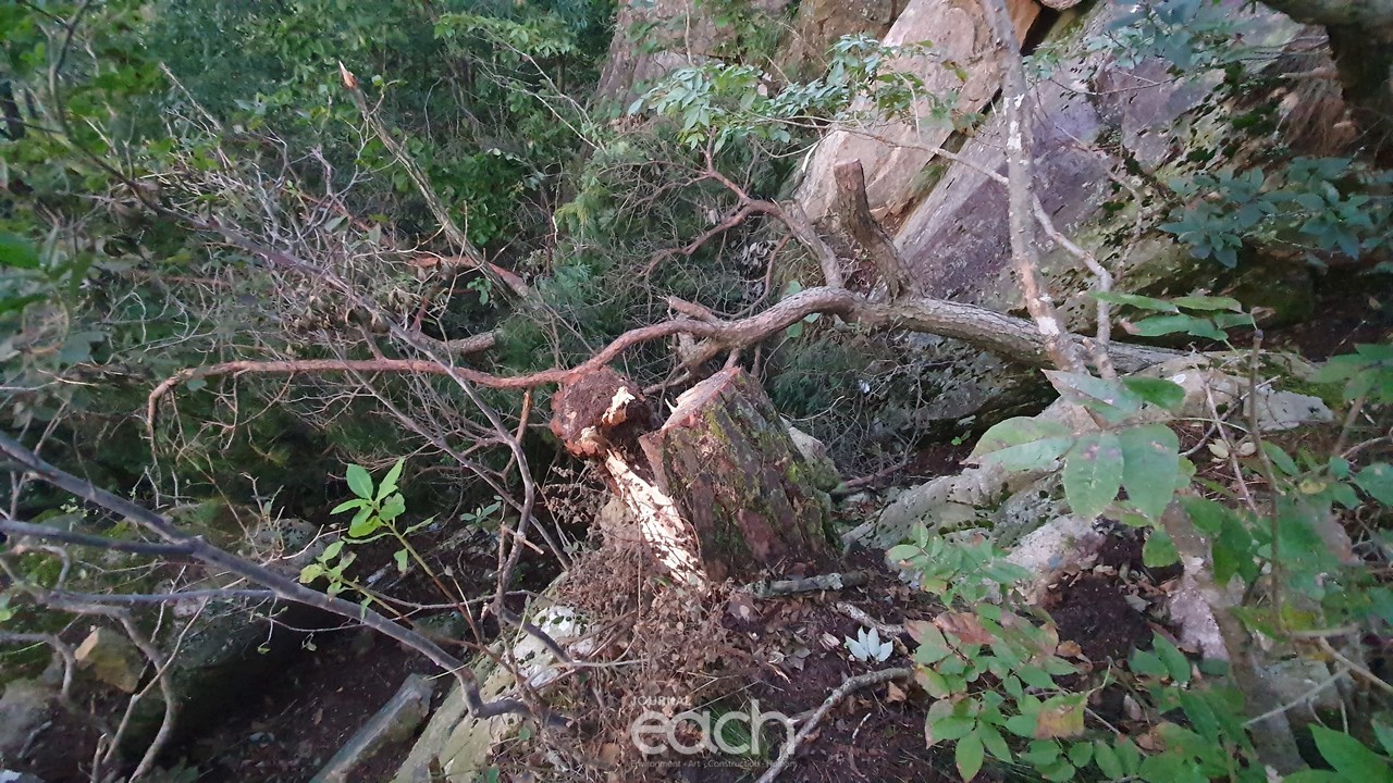 톱으로 잘려나간 소나무들(제보자 제공)
