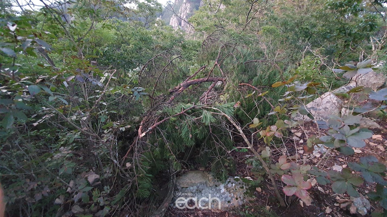 훼손된 소나무들(제보자 제공)