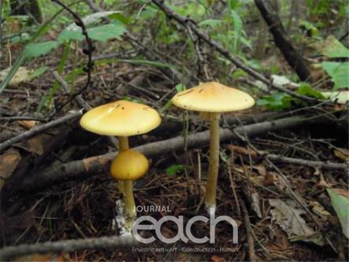 개나리광대버섯(독버섯)