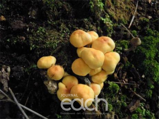 노란다발버섯(독버섯)