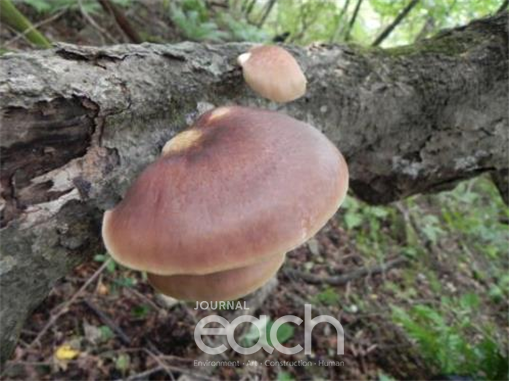 화경버섯(독버섯)