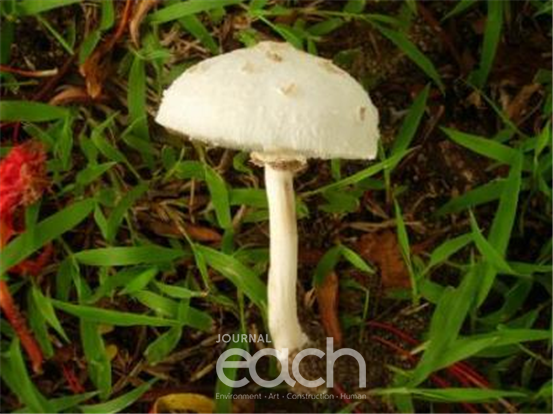 흰독큰갓버섯(독버섯)