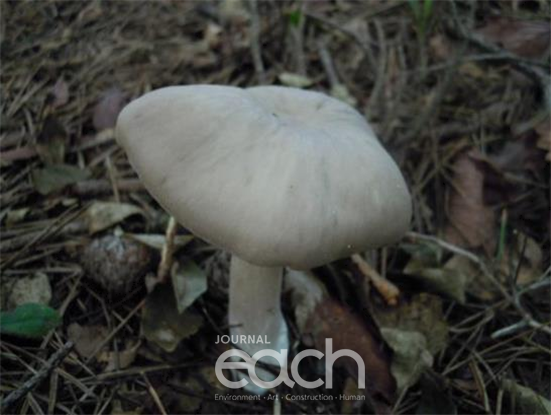 외대버섯(독버섯)