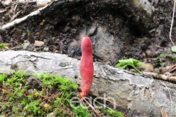 붉은사슴뿔버섯(독버섯)