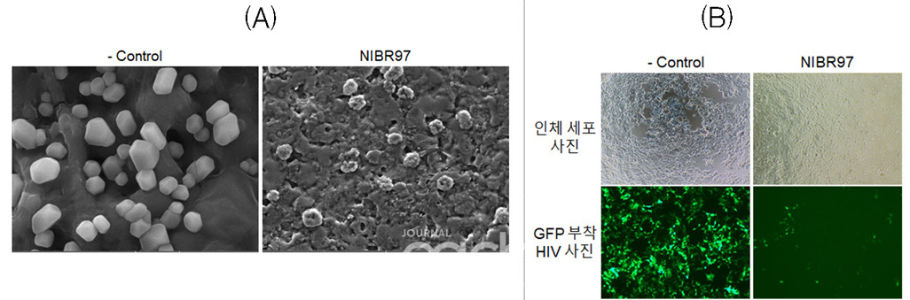 HIV 바이러스의 전자현미경(A)과 형광현미경(B) 사진, - Control는 NIBR97 배양액의 무처리군을 나타냄.   ※ 출처: Pharmaceuticals 저널(2020.09.23.)(자료 제공 : 국립생물자원관)