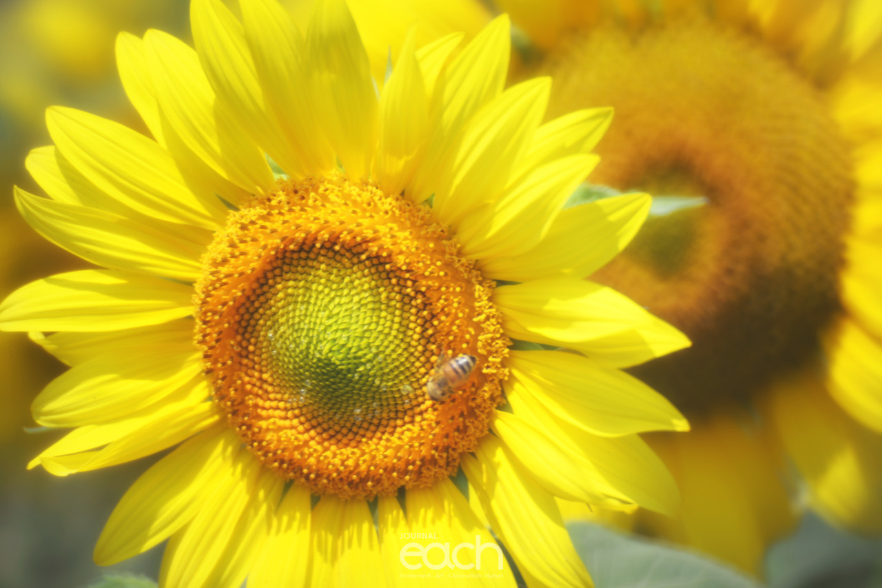 이미지제공 - 박미애 사진가