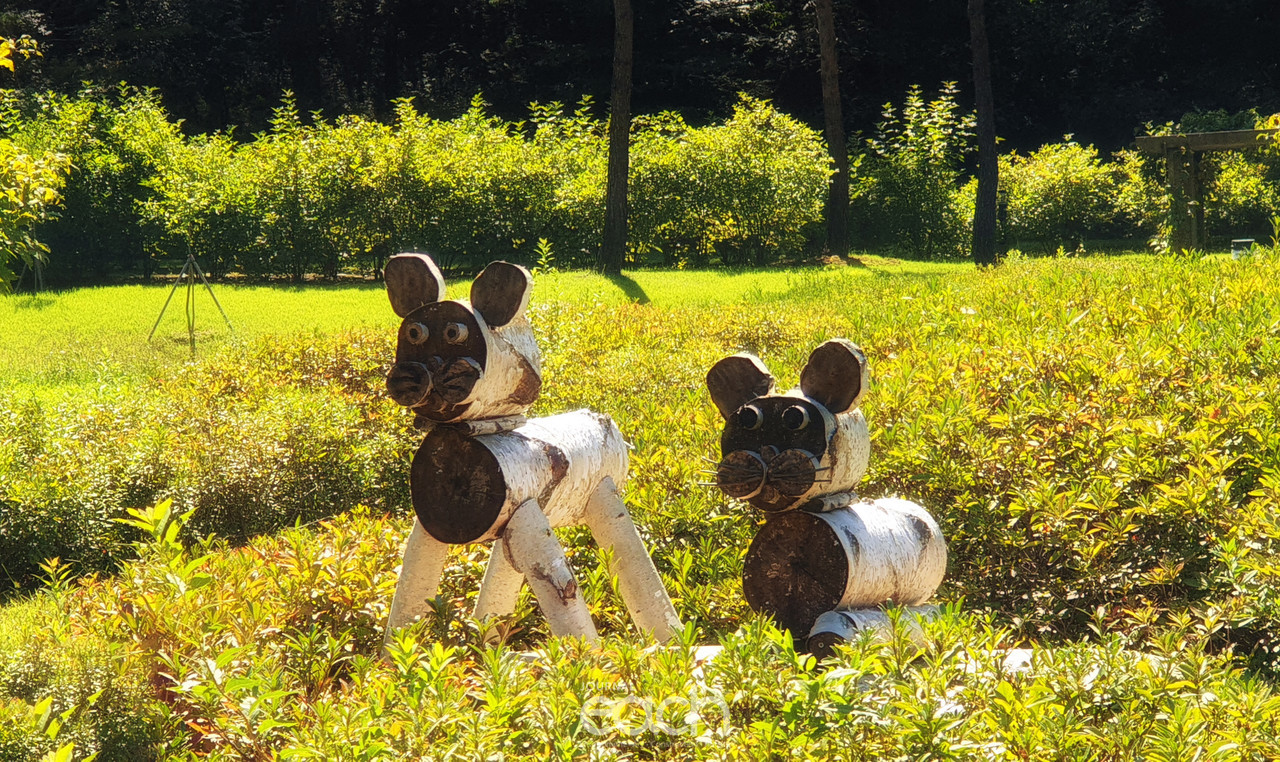 이미지제공 - 박미애 사진가