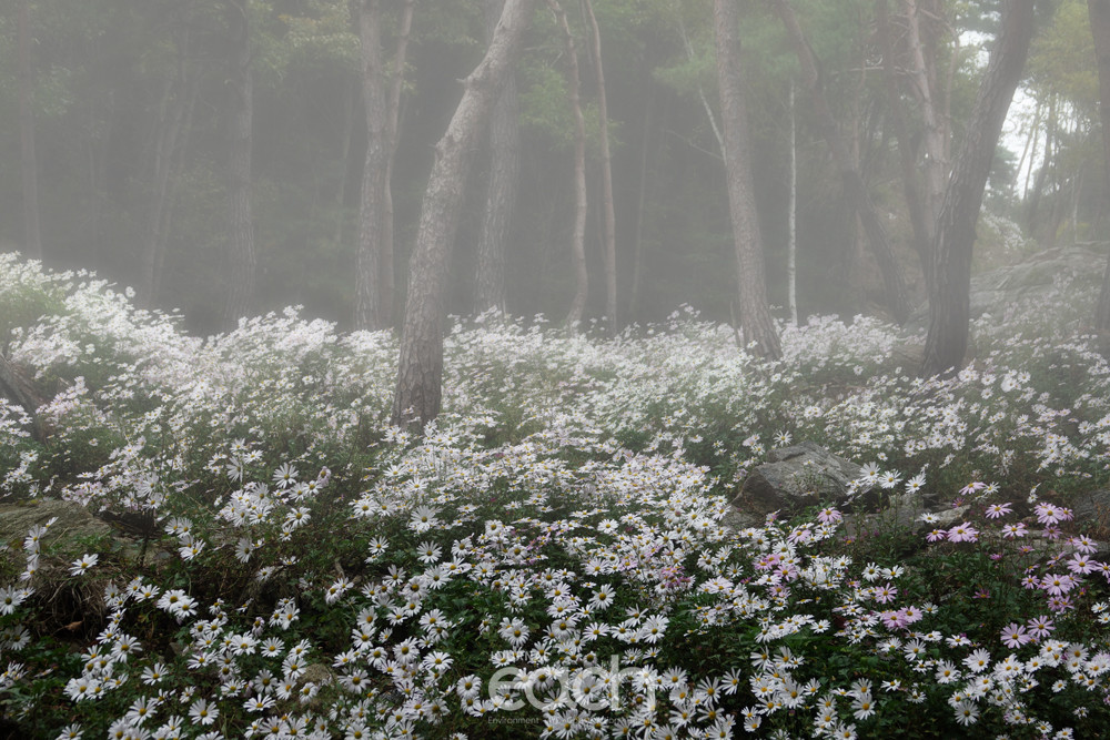 공주 구룡사 (촬영 - 박미애 사진가)