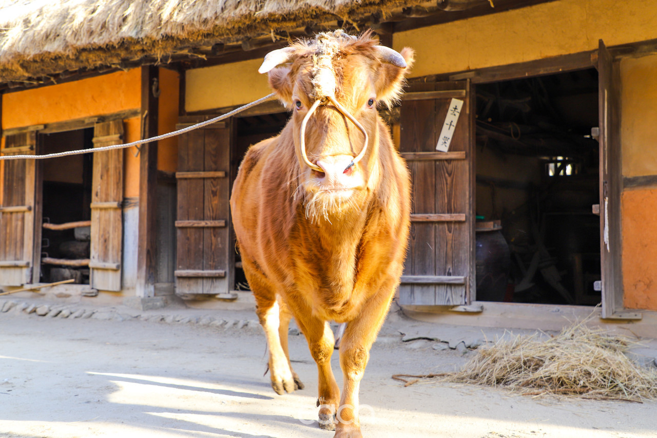 민속촌 소 ‘복순이’(자료제공 : 한국민속촌)