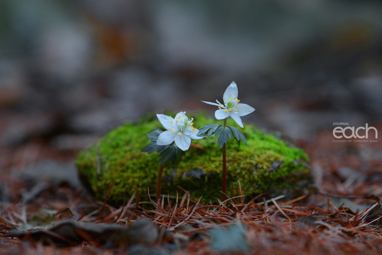 이미지 제공 - 박미애 사진가