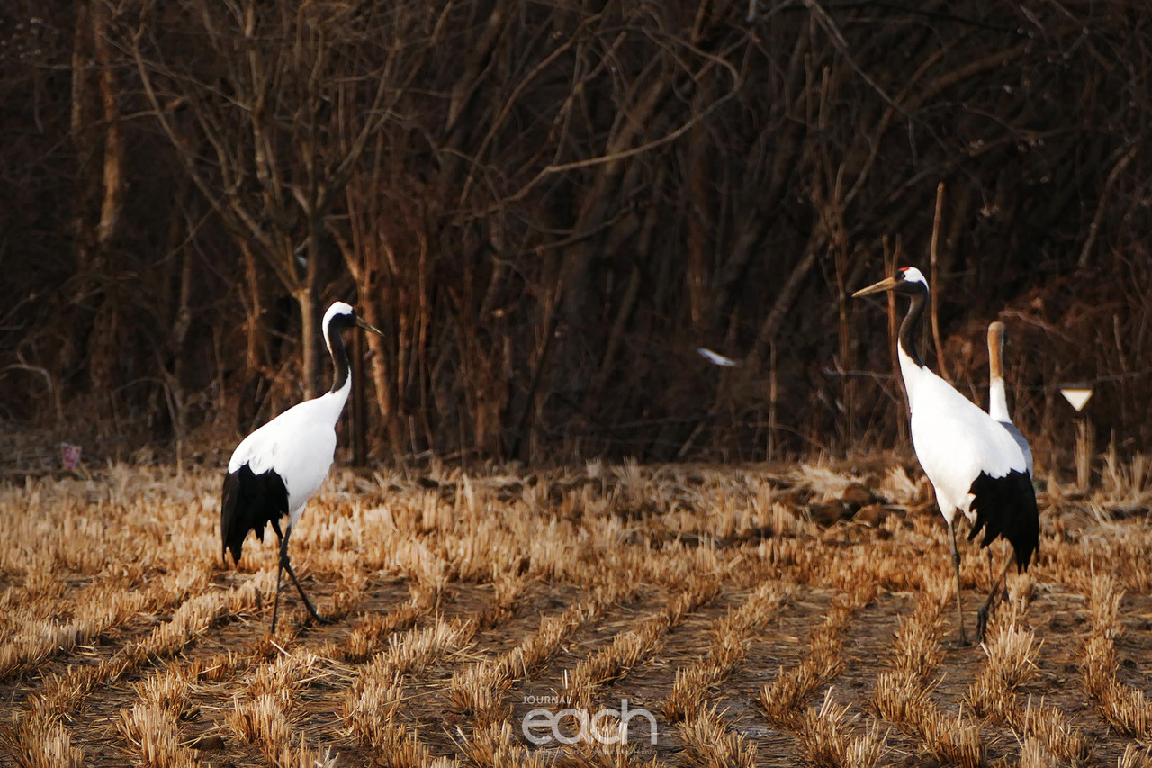 촬영 - 박미애 기자