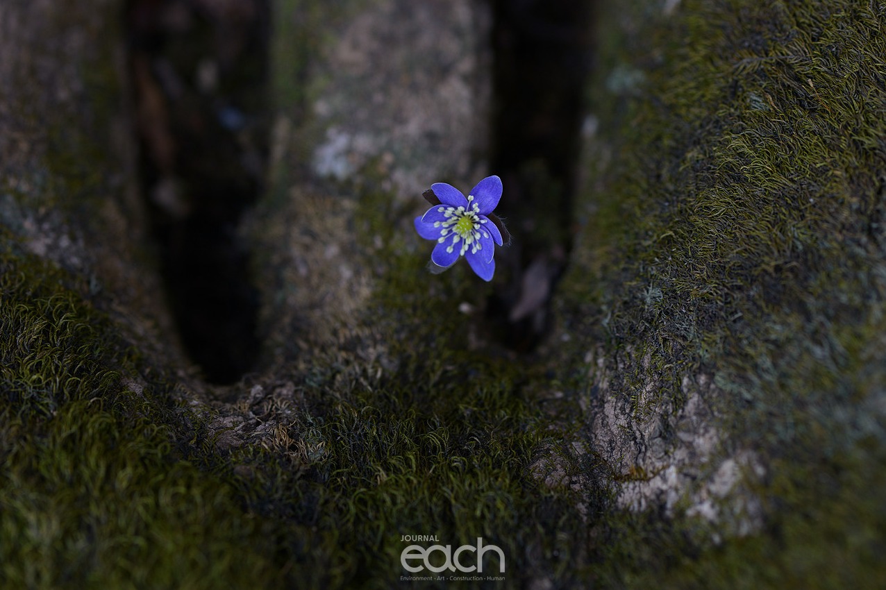 이미지 제공 - 박미애 사진가