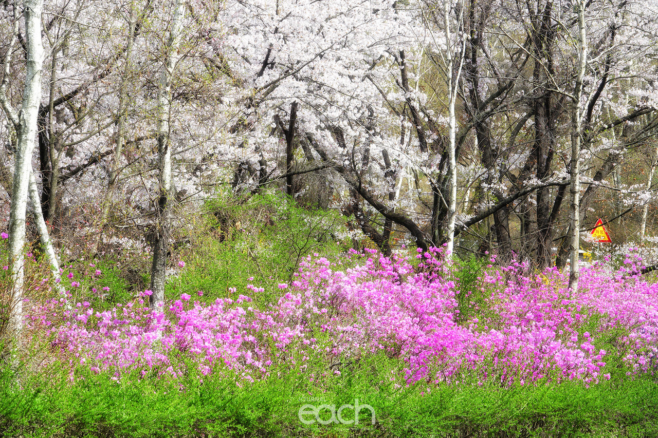 촬영 - 박미애 사진가 / 용인 가실벚꽃길에서