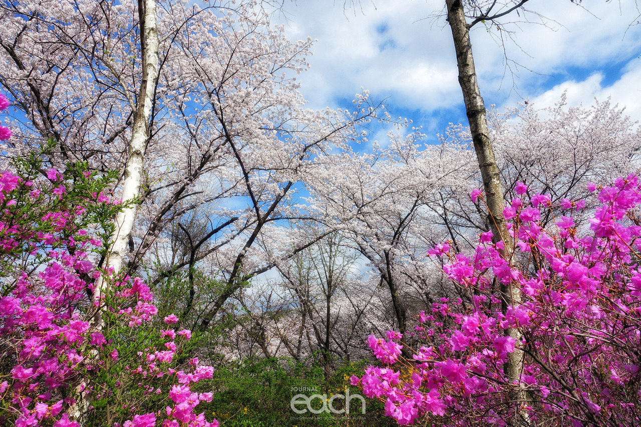 촬영 - 박미애 사진가 / 용인 가실벚꽃길에서