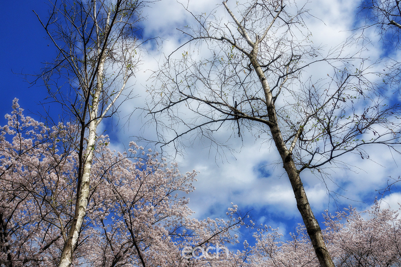 촬영 - 박미애 사진가 / 용인 가실벚꽃길에서