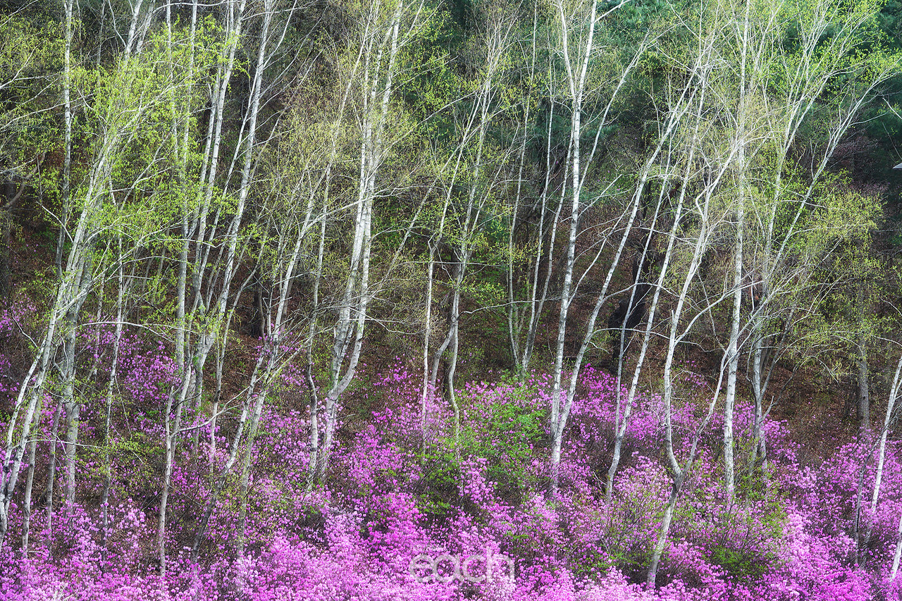 촬영 - 박미애 사진가 / 용인 가실벚꽃길에서