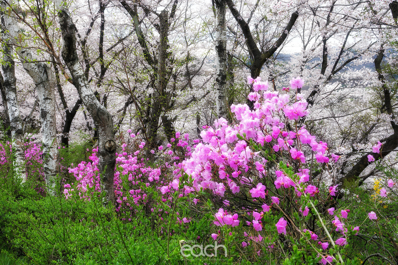 촬영 - 박미애 사진가 / 용인 가실벚꽃길에서