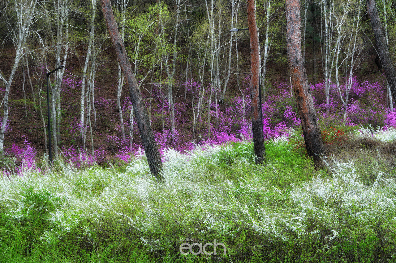 촬영 - 박미애 사진가 / 용인 가실벚꽃길에서