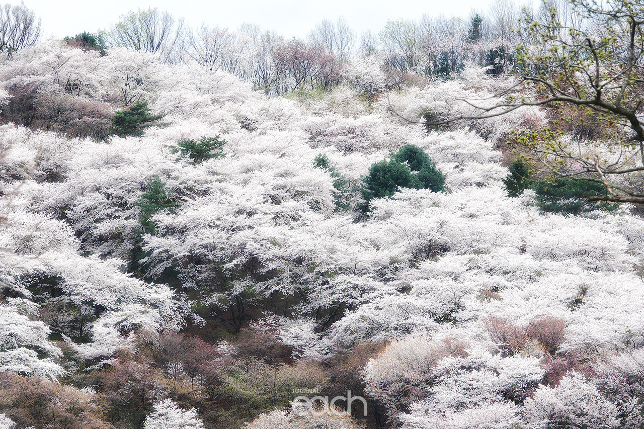 촬영 - 박미애 사진가 / 용인 가실벚꽃길에서