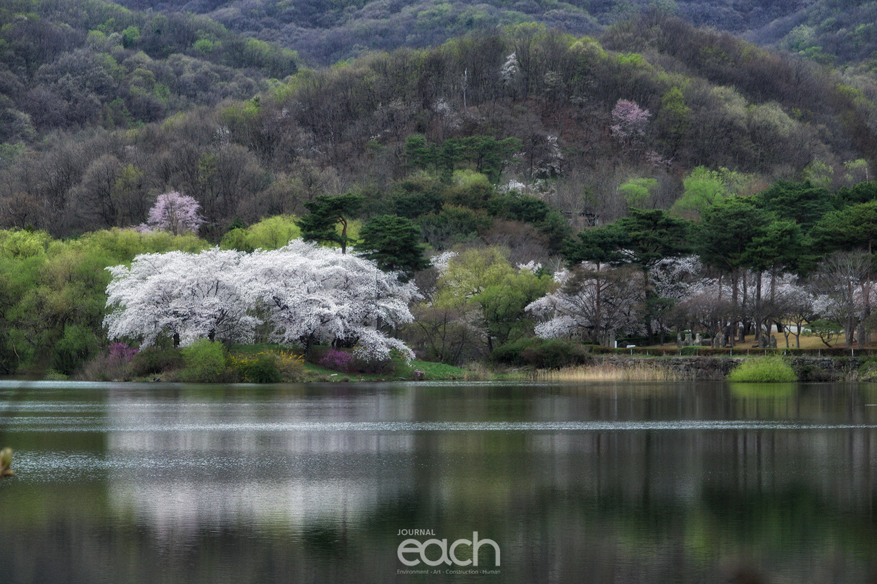 촬영 - 박미애 사진가 / 용인 가실벚꽃길에서