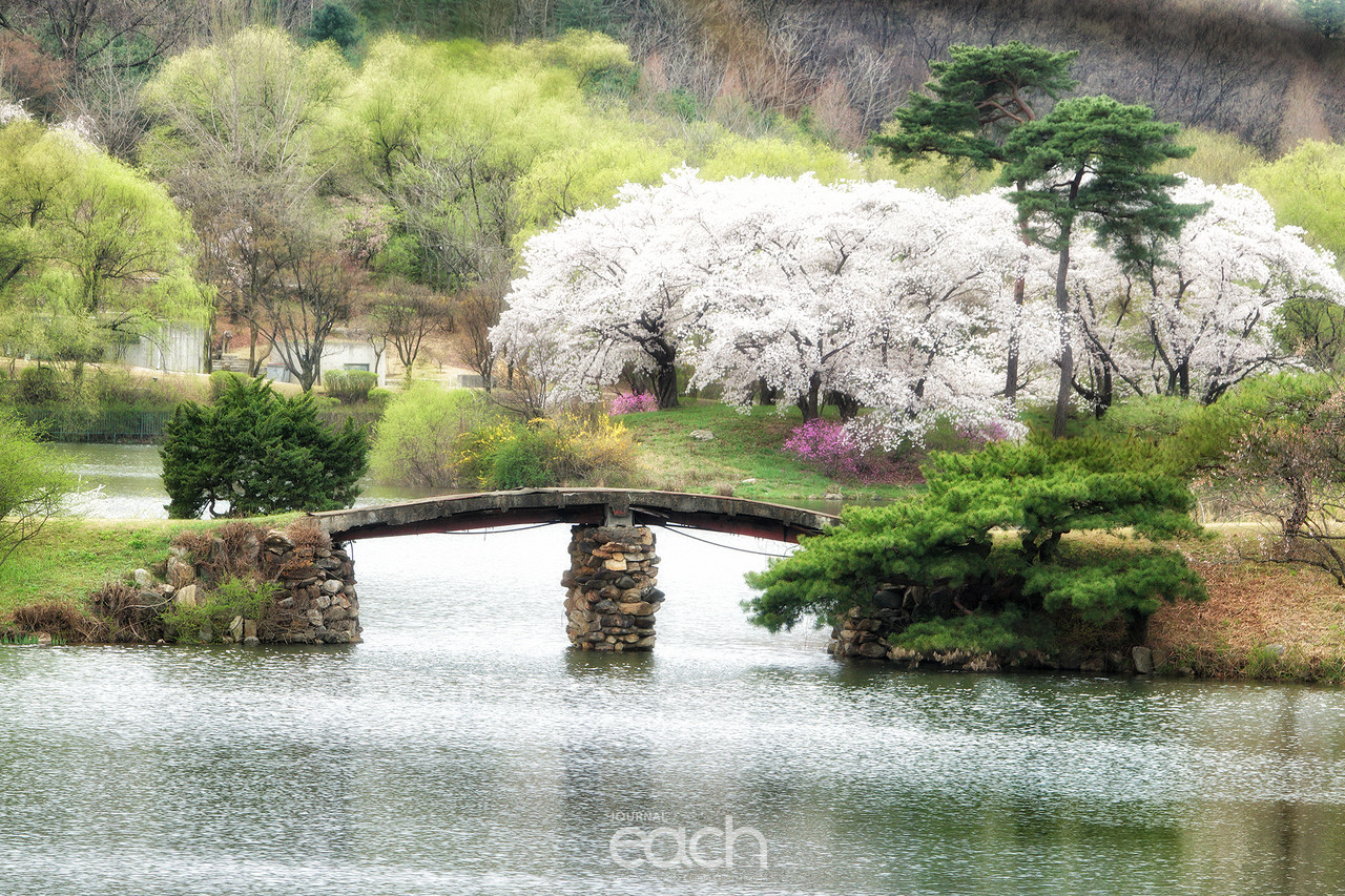 촬영 - 박미애 사진가 / 용인 가실벚꽃길에서