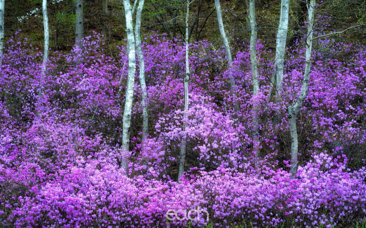 촬영 - 박미애 사진가 / 용인 가실벚꽃길에서