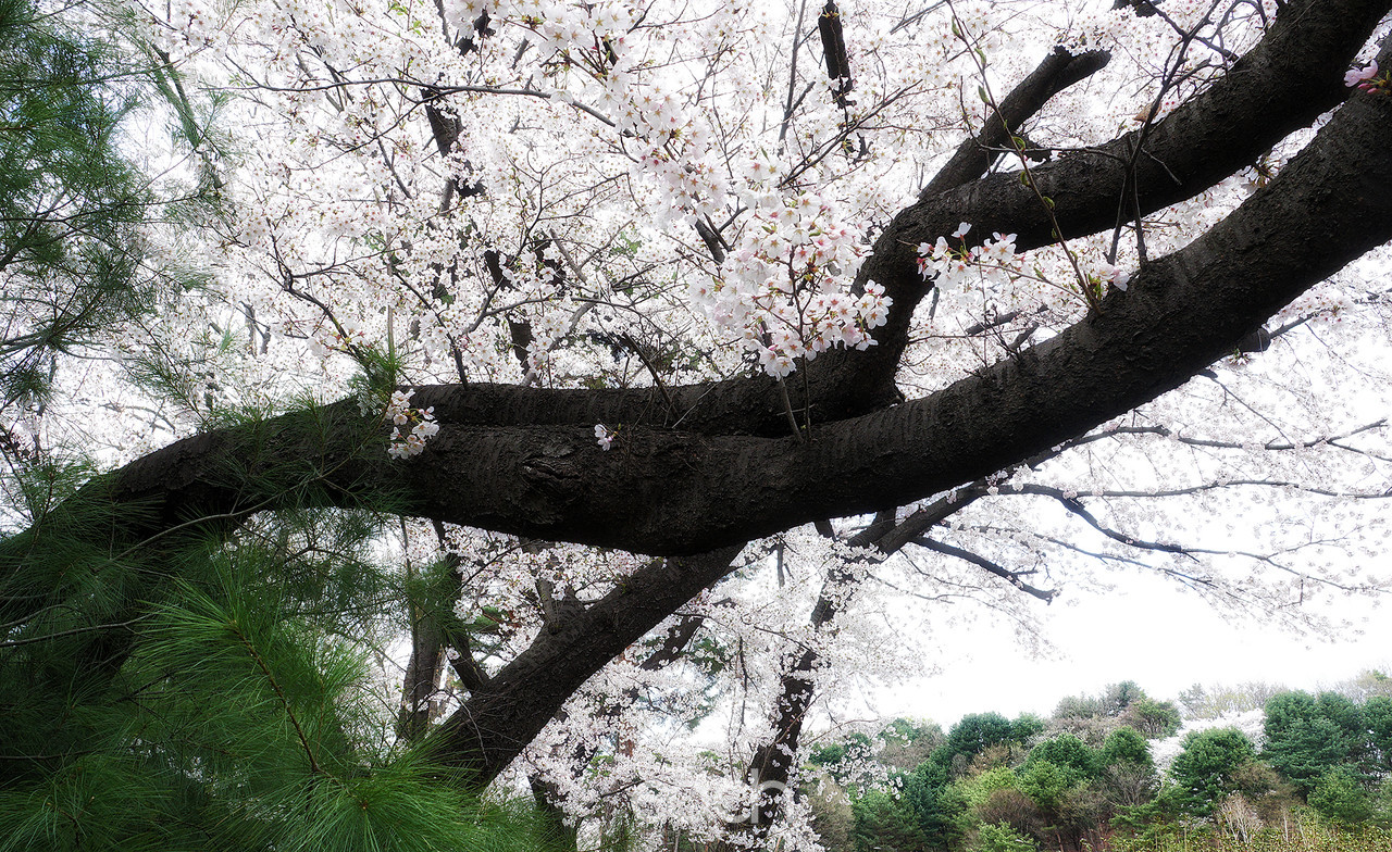 촬영 - 박미애 사진가 / 용인 가실벚꽃길에서