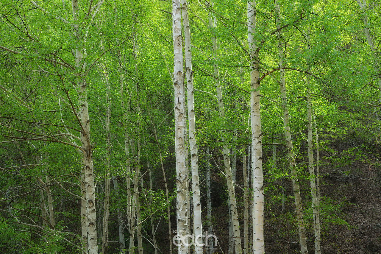 촬영 - 박미애 사진가