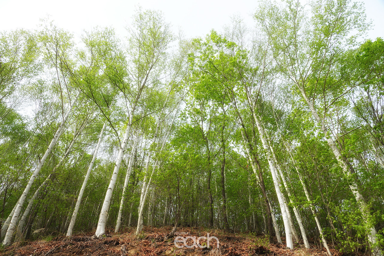 촬영 - 박미애 사진가