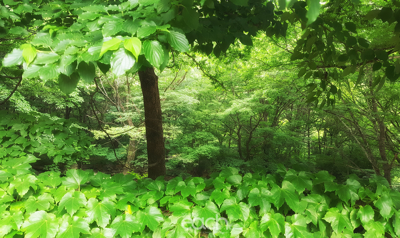 이미지 제공 - 박미애 사진가