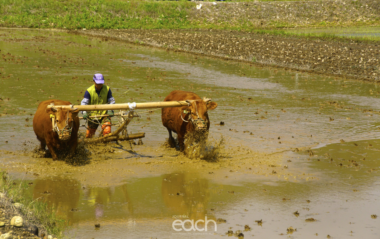 써래질하는 모습