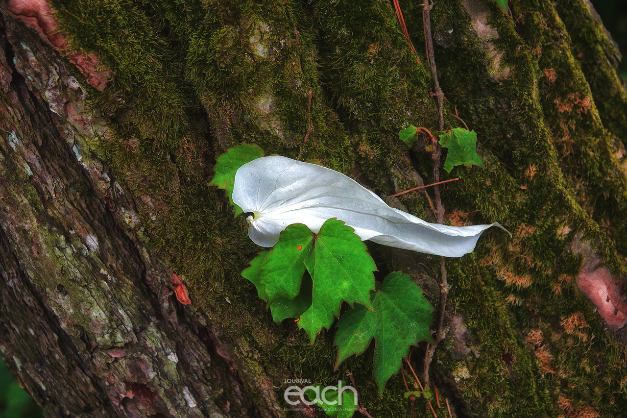 이미지 제공 - 박미애 사진가