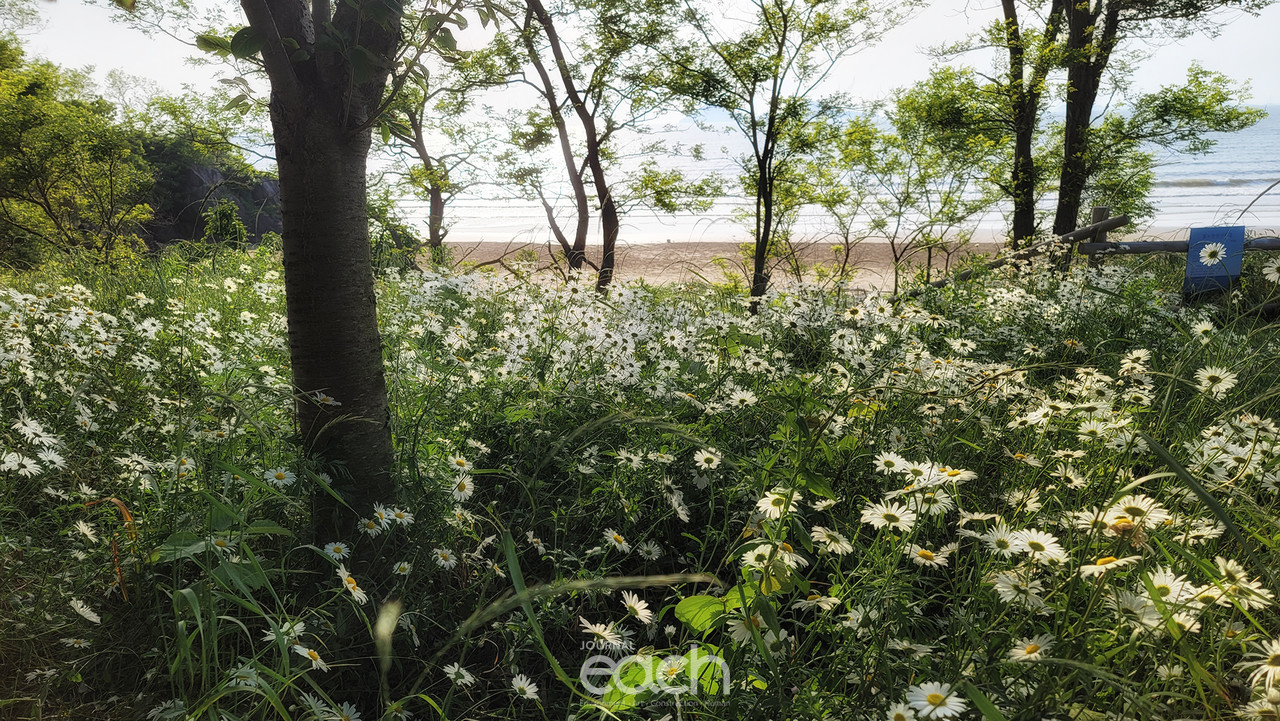 데이지꽃과 함께 바다뷰를 볼 수 있다.