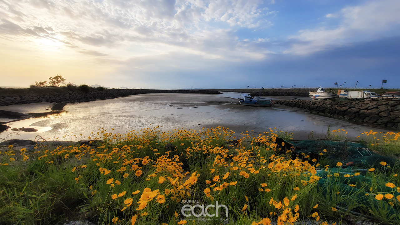 금계국도 활짝 피어 있다.