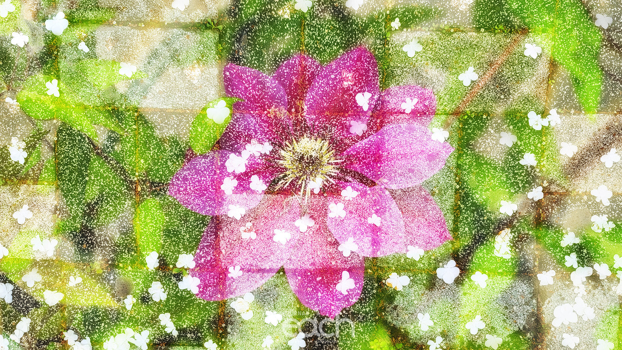 이미지 제공 - 박미애 사진가