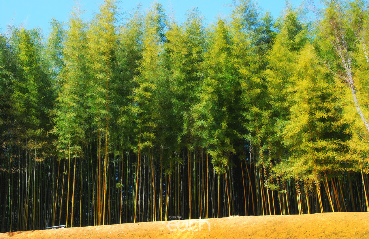  이미지 제공 - 박미애 사진가