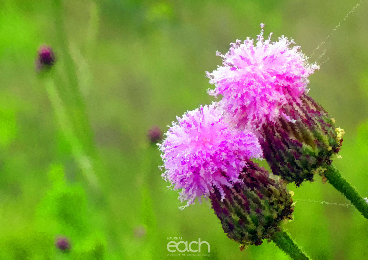 이미지 제공 - 박미애 사진가