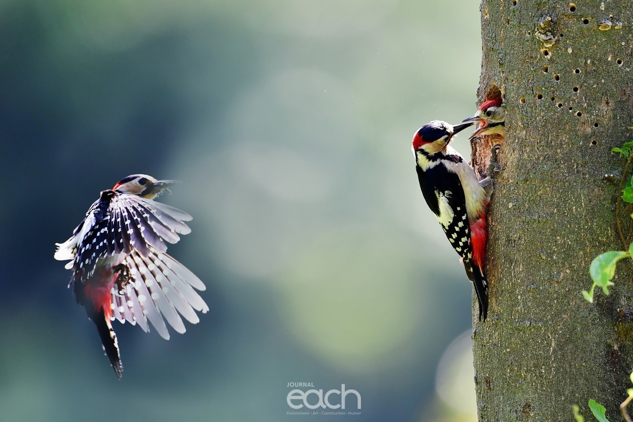 이미지 제공 - 김인재 사진가