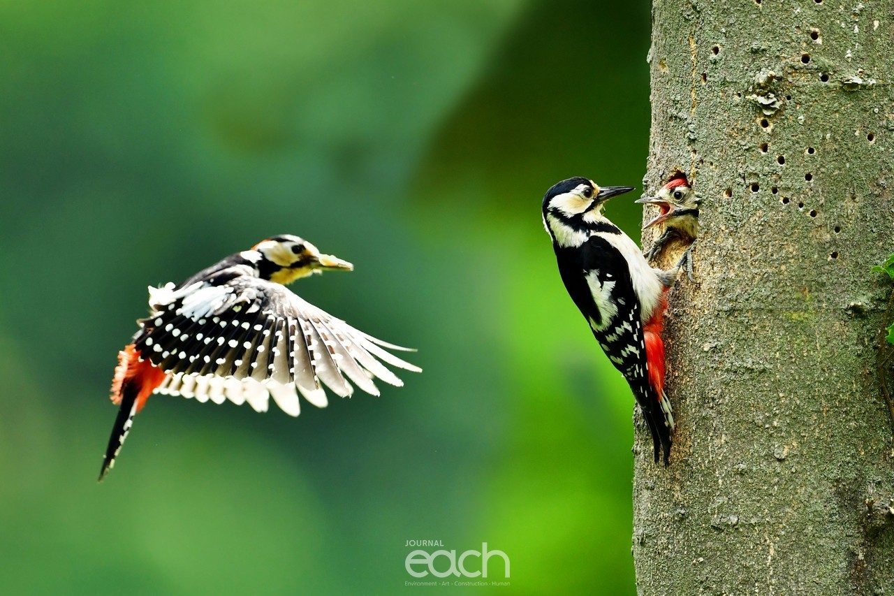 이미지 제공 - 김인재 사진가