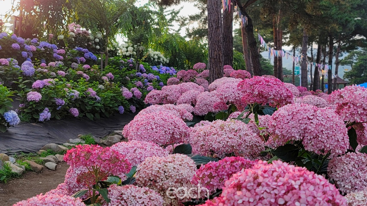 촬영 - 박미애 사진가