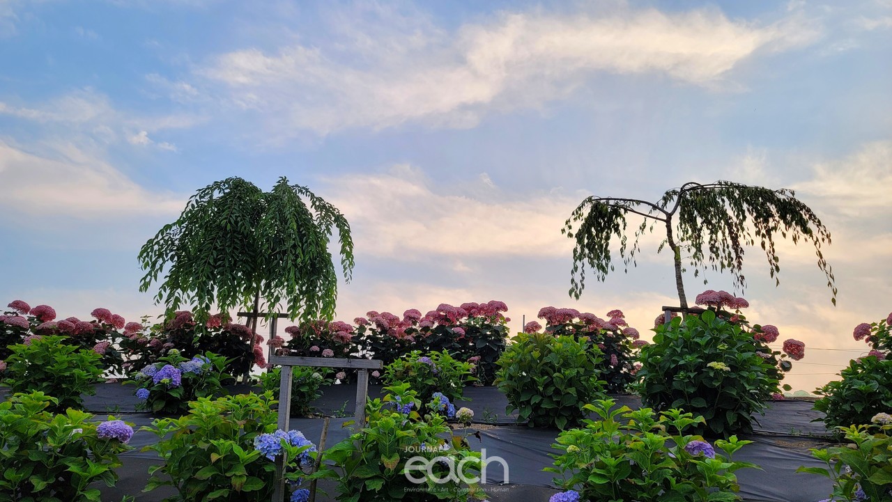 촬영 - 박미애 사진가