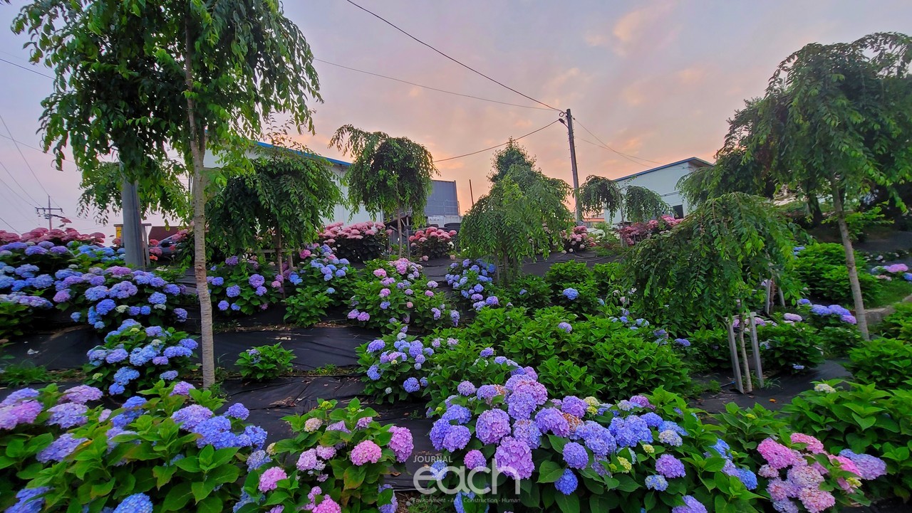 촬영 - 박미애 사진가