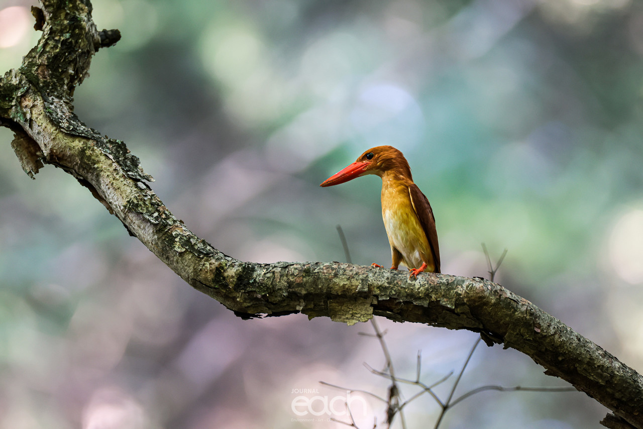 호반새 (사진 : 문종복 사진가)